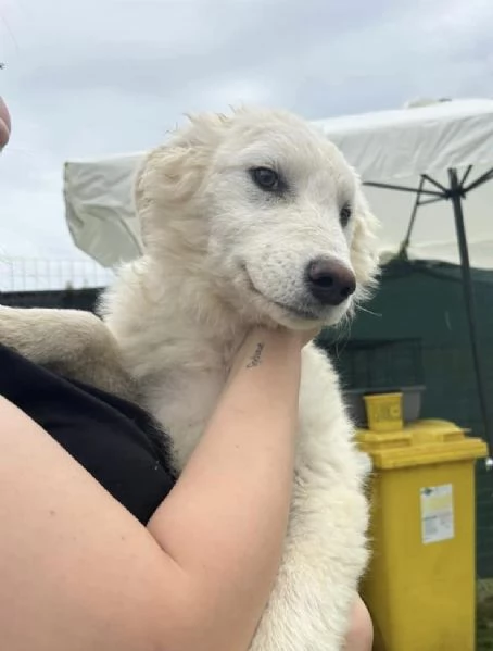 Lena una cucciola al canile Galileo Galilei | Foto 2