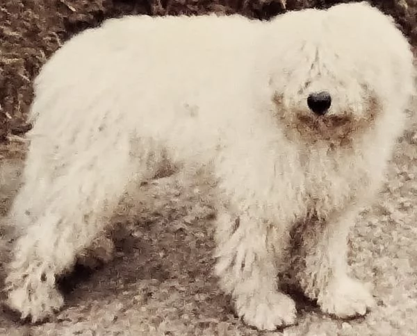 Spettacolare robustissimo ed introvabile Komondor | Foto 3