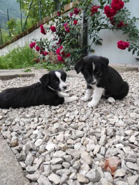 Cuccioli di cane cercano casa