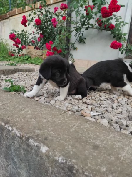 Cuccioli di cane cercano casa | Foto 1