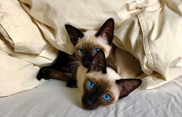 Gattini Siamese tradizionale Thai con Microchip e Pedigree