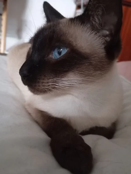 Gattini Siamese tradizionale Thai con Microchip e Pedigree | Foto 4