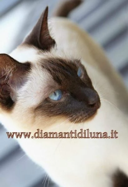 Gattini Siamese tradizionale Thai con Microchip e Pedigree | Foto 3