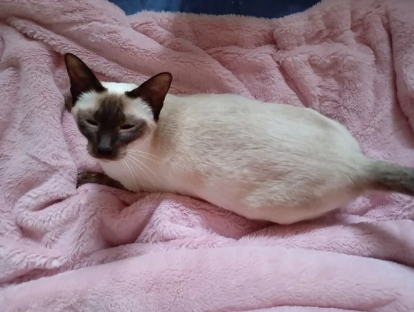 Gattini Siamese tradizionale Thai con Microchip e Pedigree | Foto 0