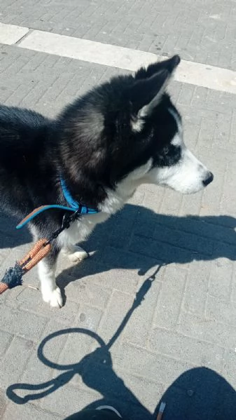 Vendo cane hushy originale  ha 7 mesi   fatti  3 vaccini  il suo nome  igor  prezzo 250  | Foto 1