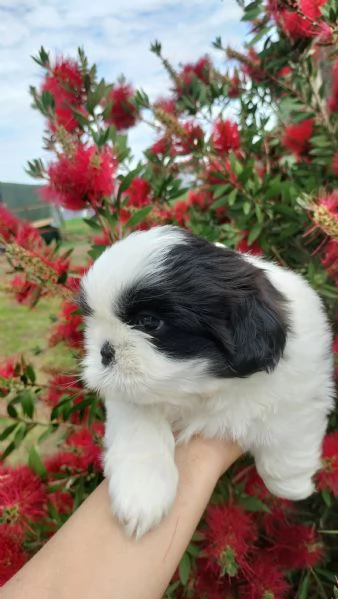 SHIH TZU  | Foto 1