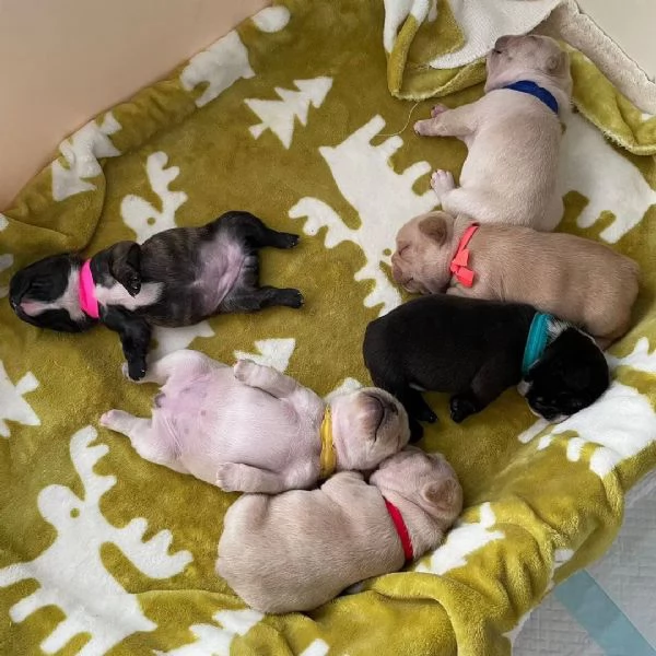 Regala cuccioli di bulldog francese | Foto 3