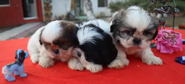 Regala cuccioli di Shitzu | Foto 1