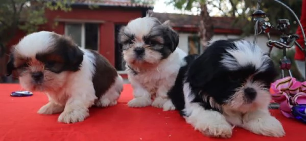Regala cuccioli di Shitzu | Foto 0