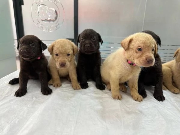 Regala cuccioli di Labrador | Foto 0