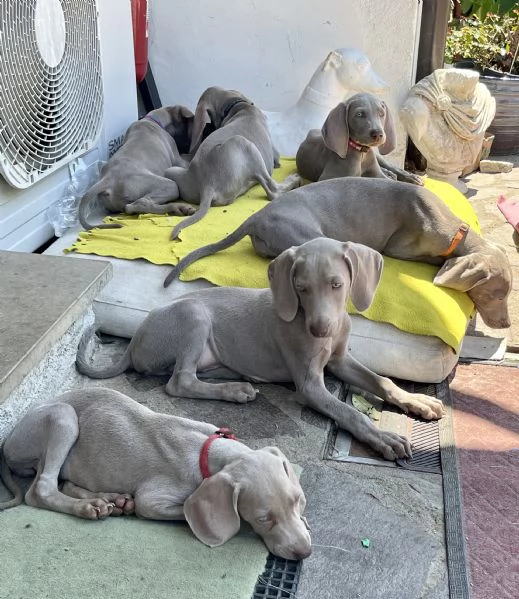 Cuccioli Weimaraner 