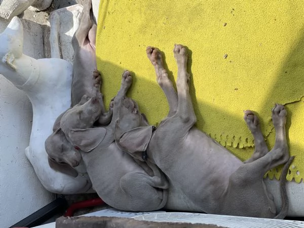 Cuccioli Weimaraner  | Foto 4