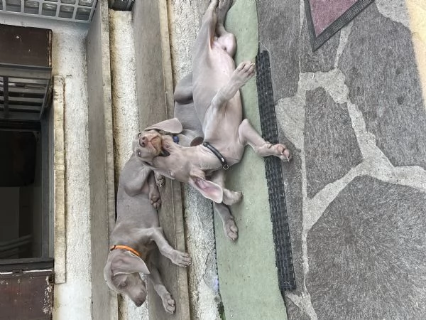 Cuccioli Weimaraner  | Foto 3