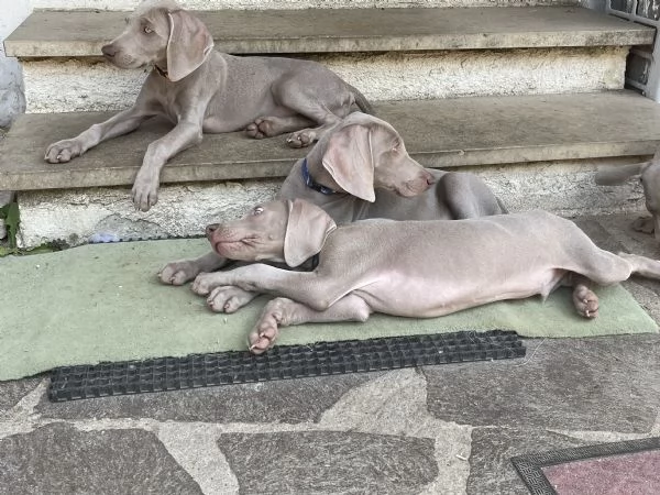 Cuccioli Weimaraner  | Foto 2