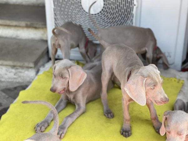 Cuccioli Weimaraner  | Foto 1