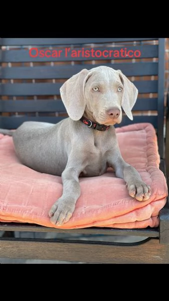 Cuccioli Weimaraner  | Foto 0