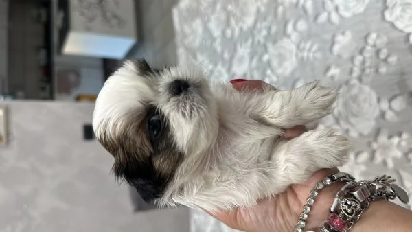 Shih tzu