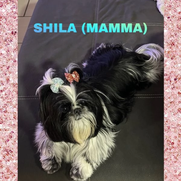 Shih tzu | Foto 3