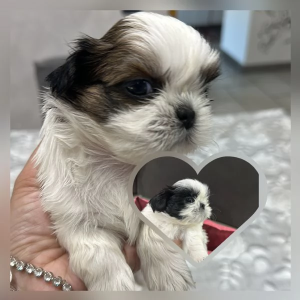 Shih tzu | Foto 1