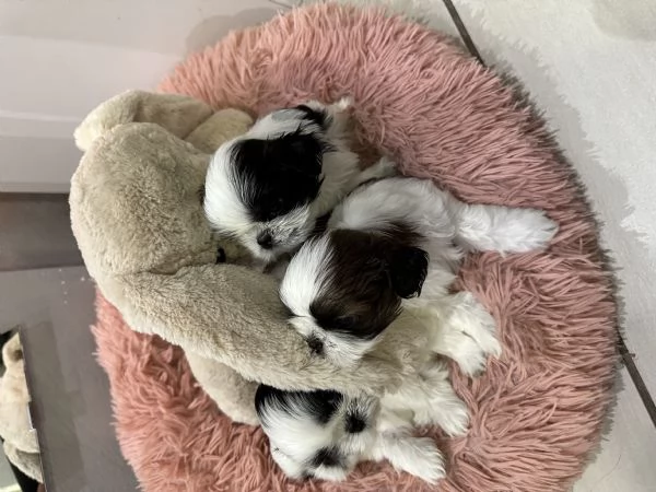 Meravigliosi Shih tzu | Foto 3