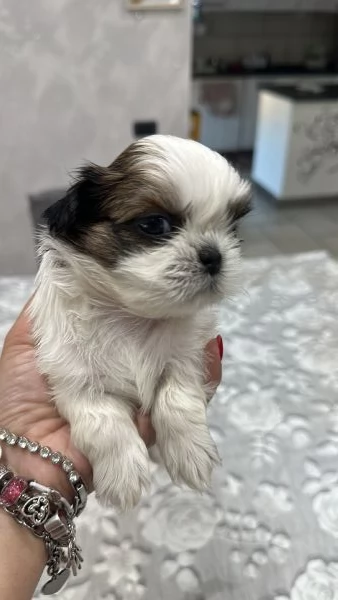 Meravigliosi Shih tzu | Foto 2