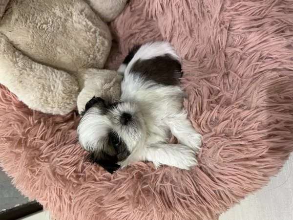 Meravigliosi Shih tzu | Foto 1