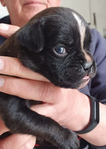 cuccioli di Boxer