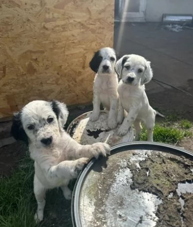 Meravigliosi cuccioli Setter inglese