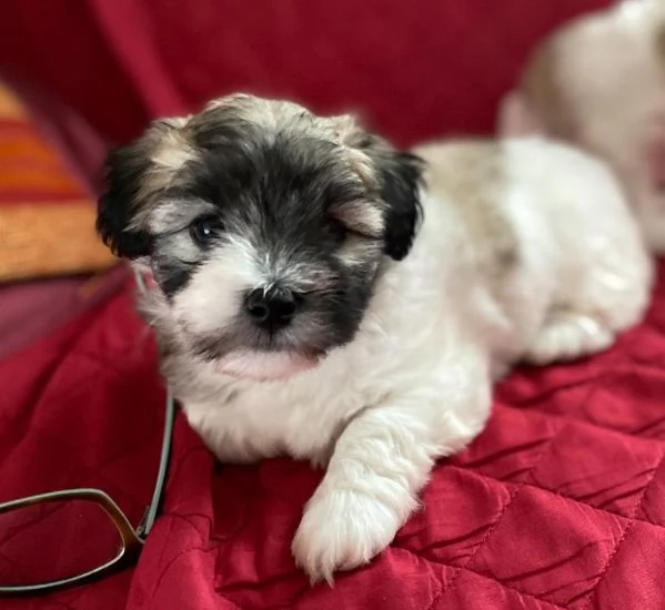 Cucciole colorate di Coton de Tulear | Foto 4