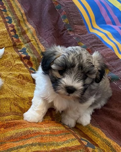 Cucciole colorate di Coton de Tulear | Foto 1