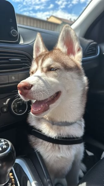 Cucciola di Husky 