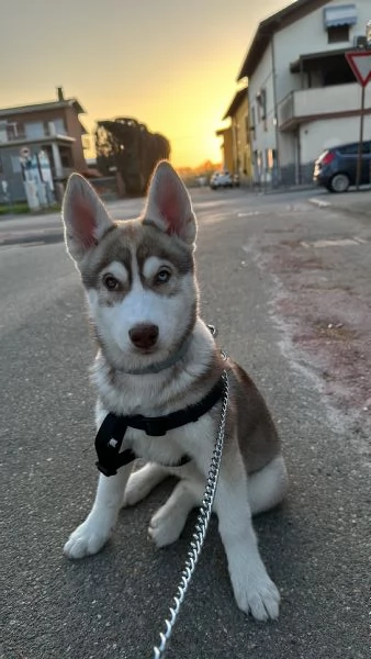 Cucciola di Husky  | Foto 3