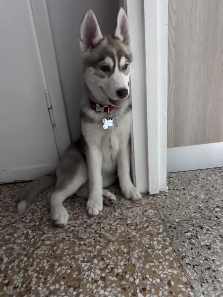 Cucciola di Husky  | Foto 2