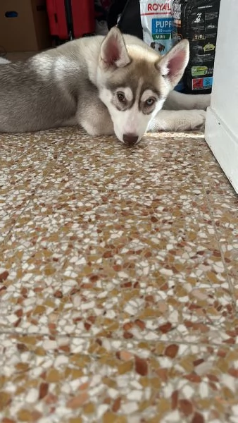 Cucciola di Husky  | Foto 1