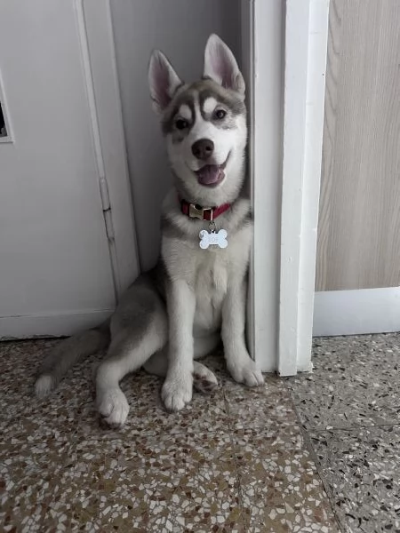 Cucciola di Husky  | Foto 0