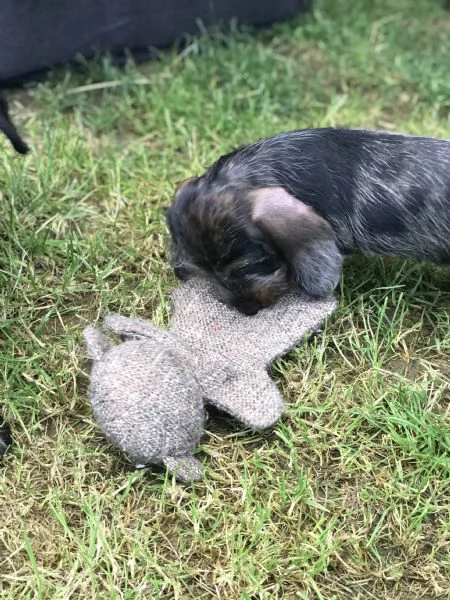 Unica cucciolata di bassotti a pelo duro | Foto 1