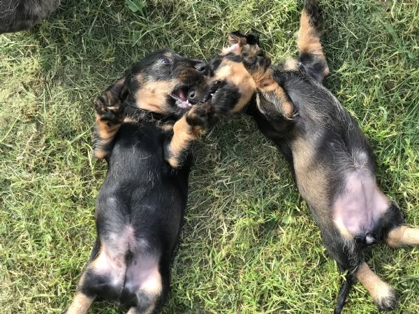 Unica cucciolata di bassotti a pelo duro | Foto 0