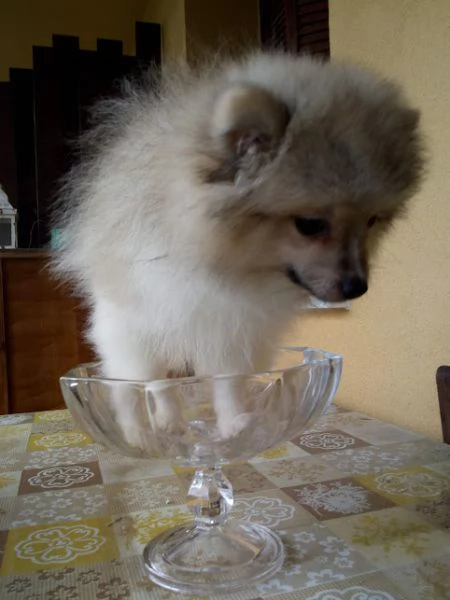  Cucciolo di volpino Spitz tedesco piccolo con pedigree | Foto 4