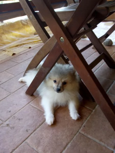  Cucciolo di volpino Spitz tedesco piccolo con pedigree | Foto 1