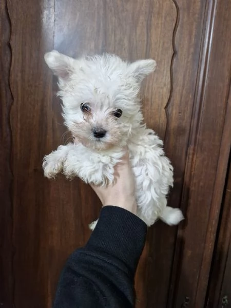 Cuccioli Bichon Maltesi maschi | Foto 1