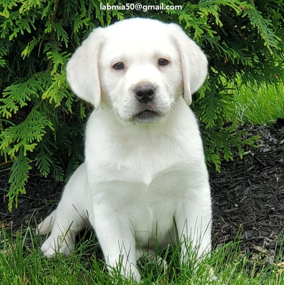Labrador Disponibili bellissimi Labrador con 2 sverminazione vaccinazione libretto sanitario del do