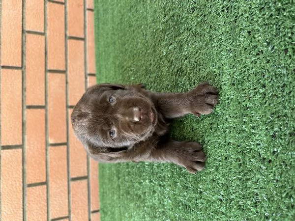 Cuccioli Labrador retriver chocolate  | Foto 3