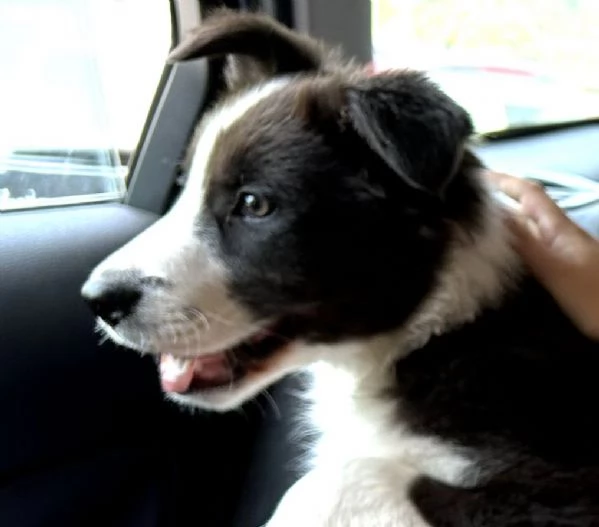 Cucciolo bordercollie 