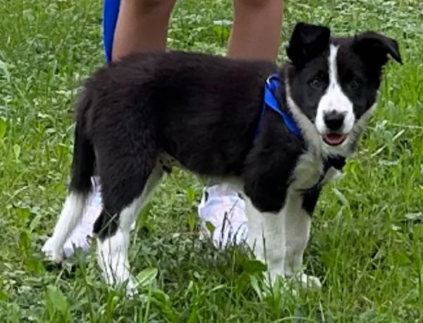 Cucciolo bordercollie  | Foto 2