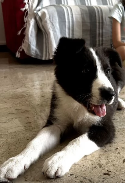 Cucciolo bordercollie  | Foto 1