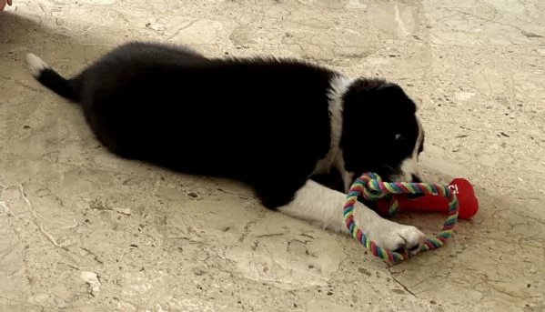 Cucciolo bordercollie  | Foto 0