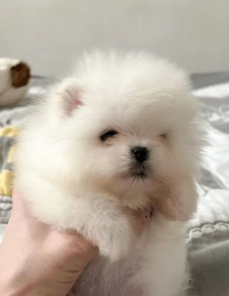 Cuccioli di Spitz nano tedesco