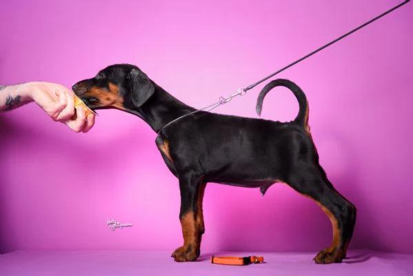 Dobermann cuccioli in vendita | Foto 6