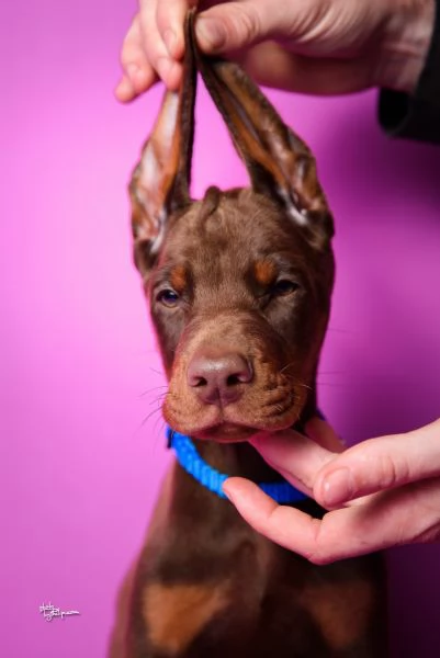 Dobermann cuccioli in vendita | Foto 5