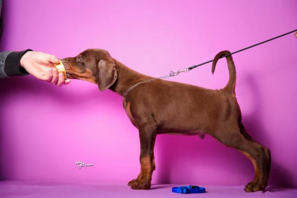 Dobermann cuccioli in vendita | Foto 4